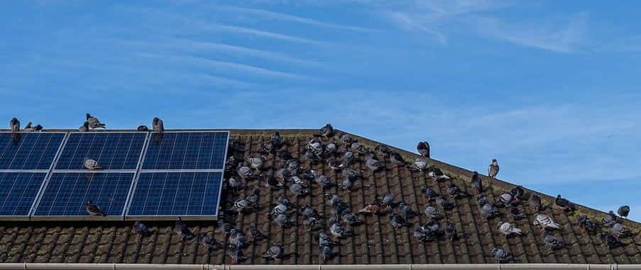 pigeons under solar panels 1 e1660302043563