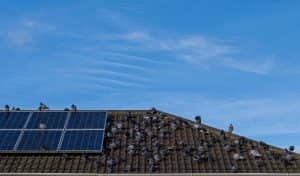 pigeons under solar panels