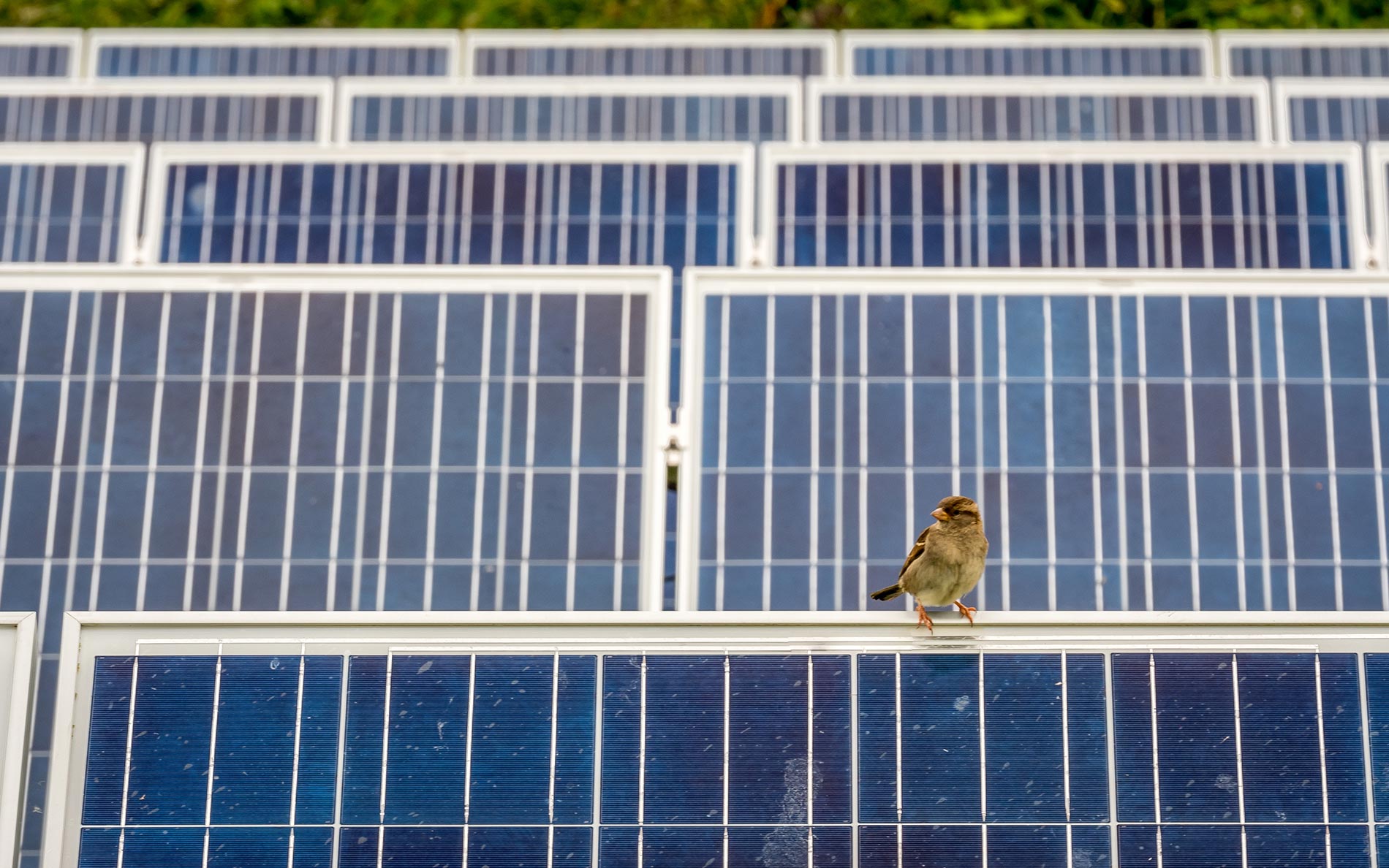 bird proof solar panels 1