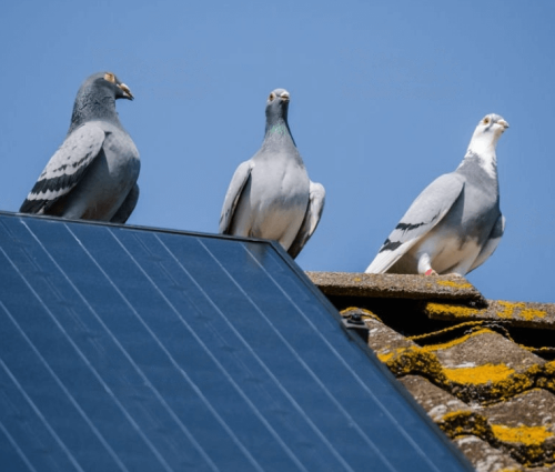 pigeon destroying solar panels transformed (1)