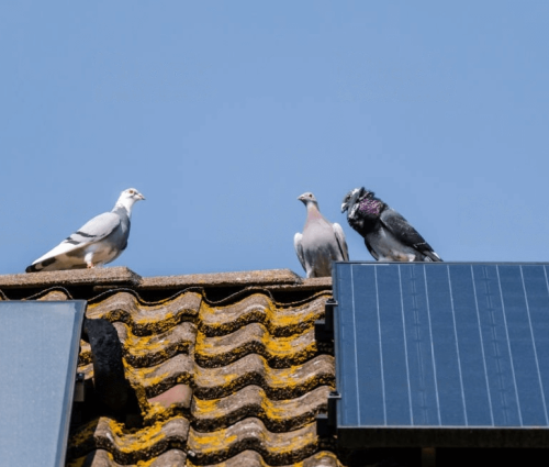 pigeon destroying solar panels 1 transformed (1)